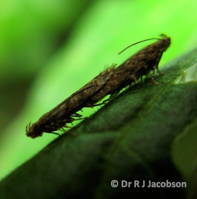 Tuta absoluta mating. Copyright of Dr R J Jacobson (RJC Ltd).
